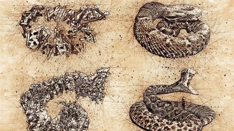 Study Reveals the Structure of a Giant Snake-Like Enzyme