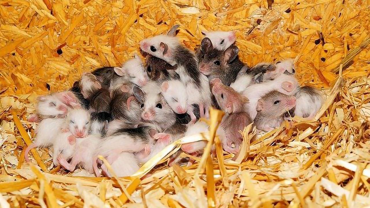 How Do Newborn Mammals Dream About the World Before Opening Their Eyes?
