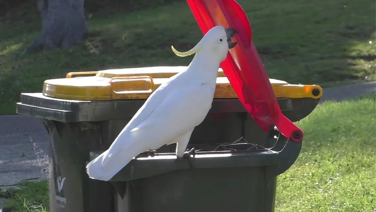 Clever Cockatoos Learn From Each Other
