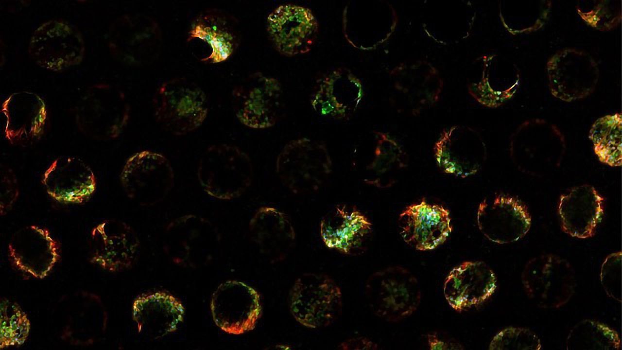 Lonza and CN Bio Announce Distribution Agreement Providing Prevalidated Hepatocytes