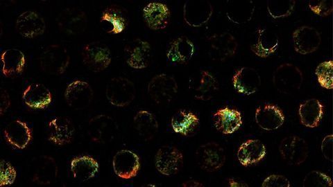 Lonza and CN Bio Announce Distribution Agreement Providing Prevalidated Hepatocytes