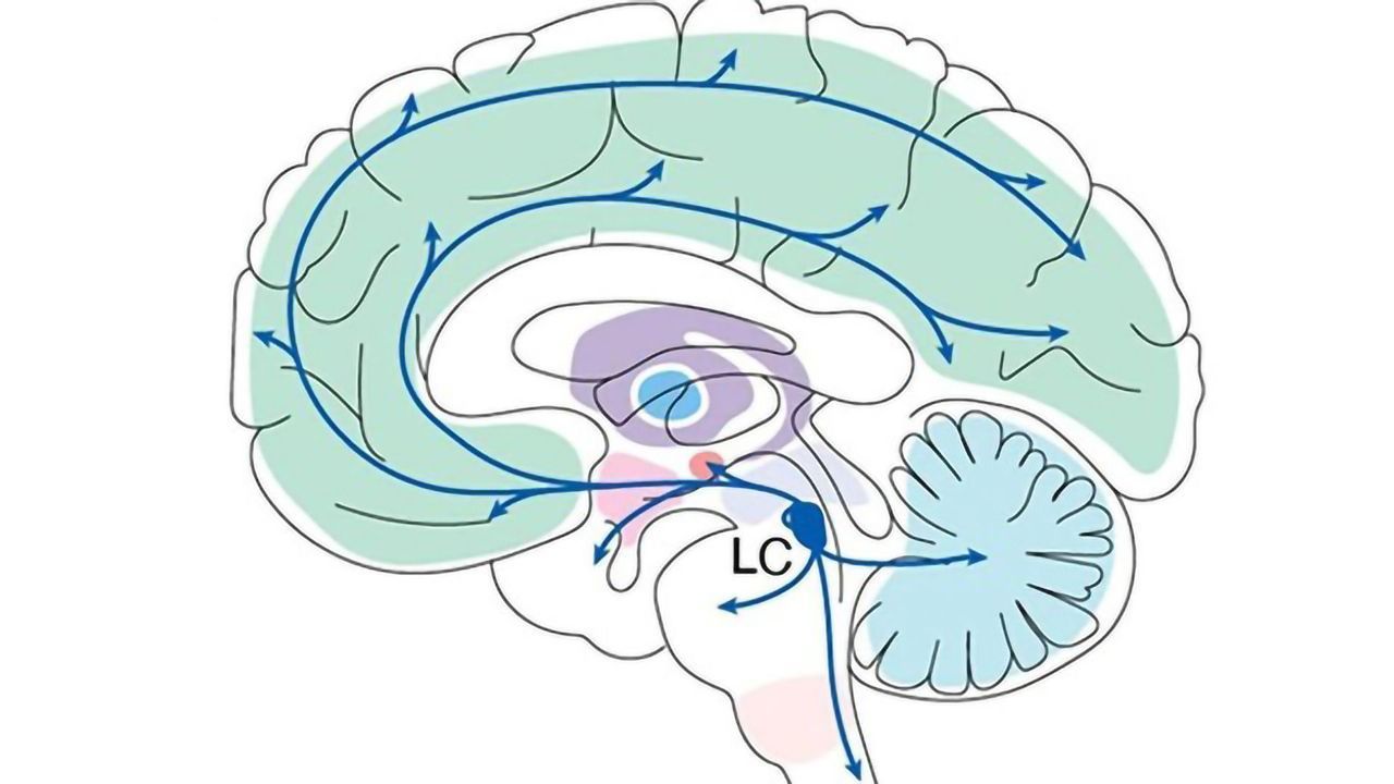 Specific Brain Region Could Be a Regulator of Learning