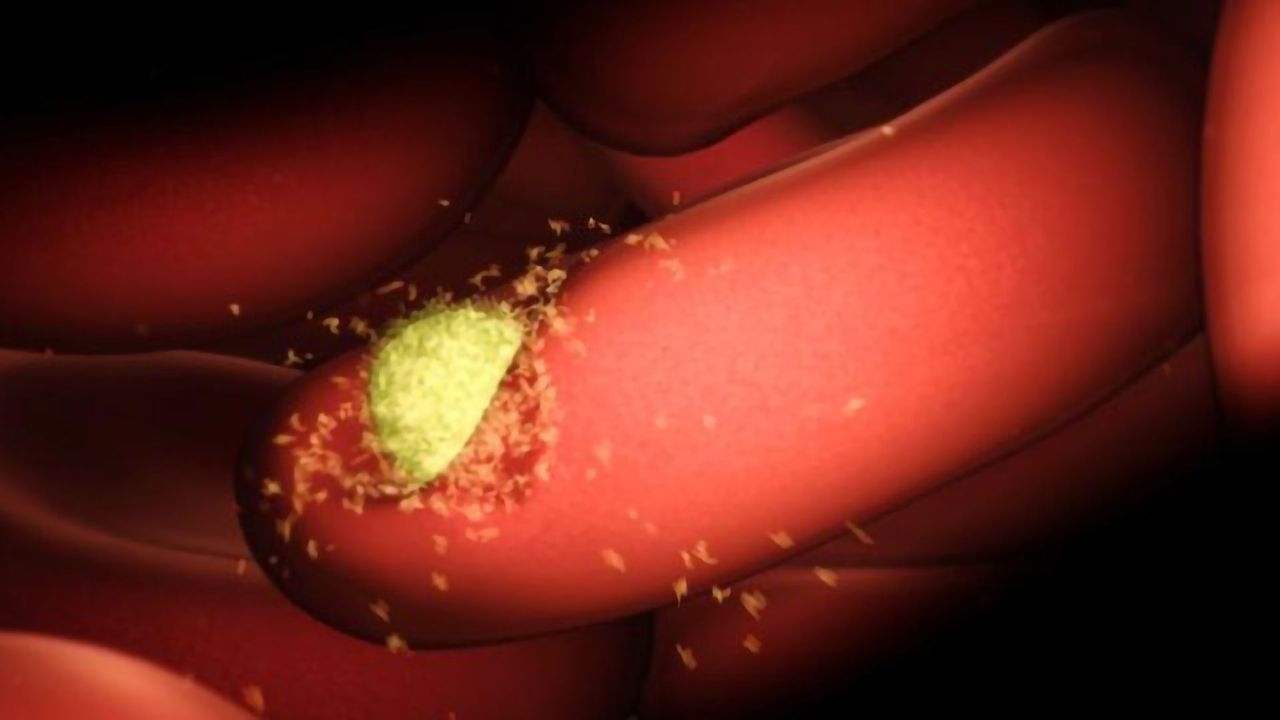 New Insights Into Immune Responses to Malaria