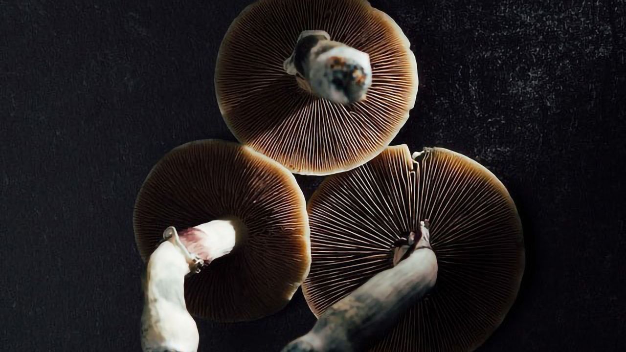 Origin Therapeutics Launches To Fund Emerging Psychedelics Companies