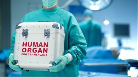 Natural Killer Cells Play a Key Role in Organ Rejection After Transplantation