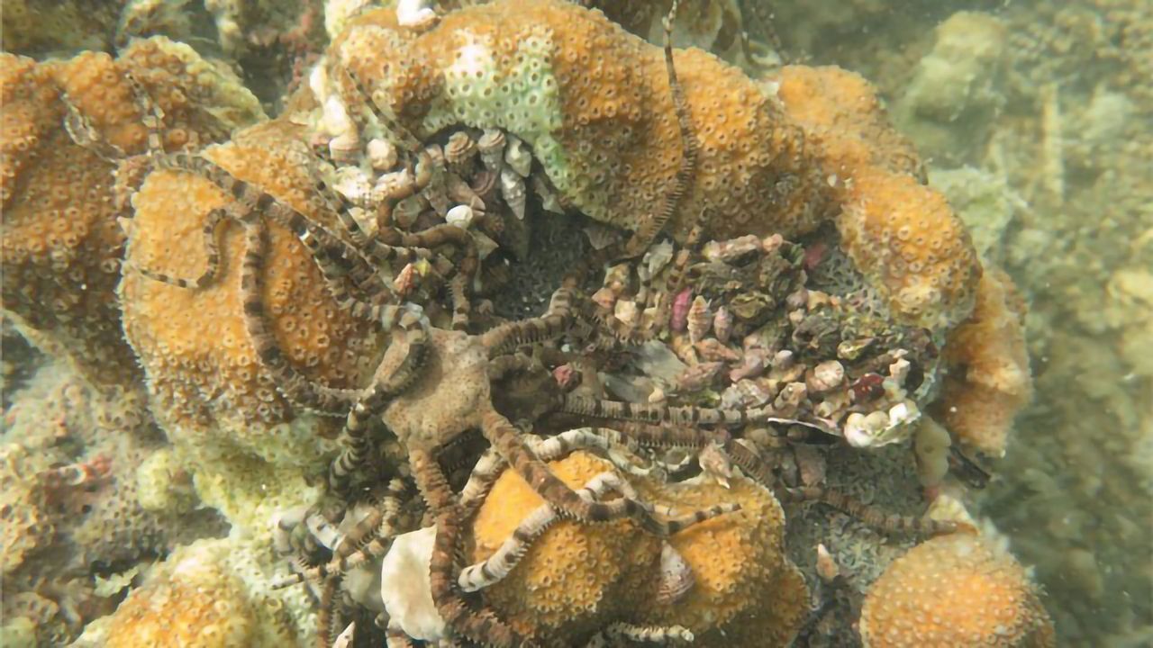Impact of Hypoxic Ocean Waters on Marine Life
