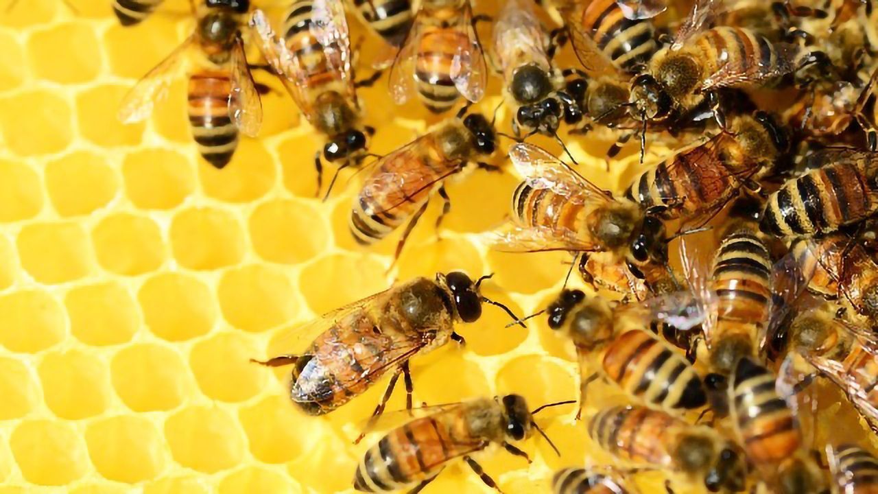 Neonicotinoids: Nerve Agents in Our Food Chain