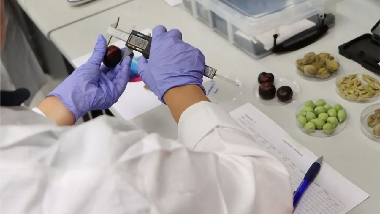 Portable Chemistry Kit Enables On-Site Testing of Bush Fruits