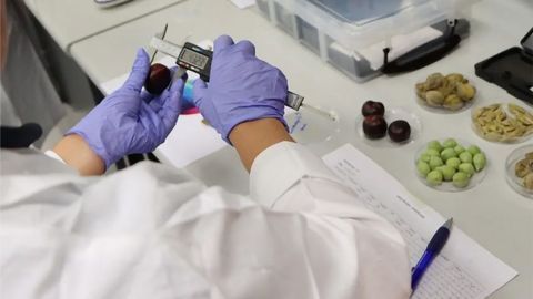Portable Chemistry Kit Enables On-Site Testing of Bush Fruits