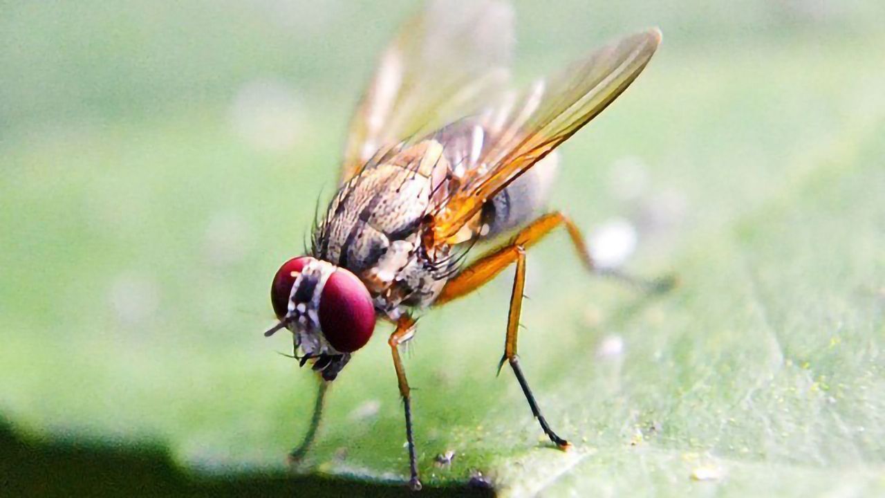 What Can the Fruit Fly Teach Us About Taste?