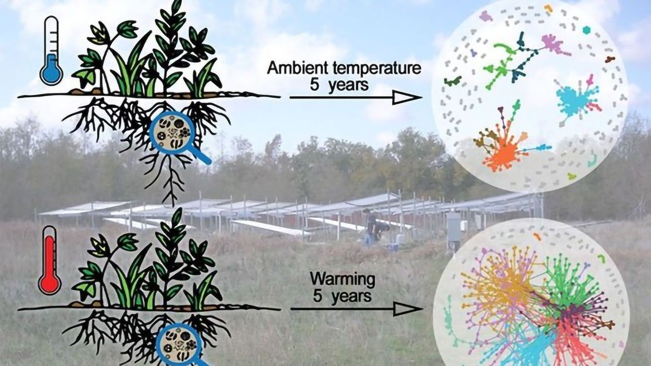 Soil Warming Leads to Stronger Networks of Microbes