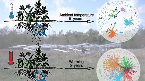 Soil Warming Leads to Stronger Networks of Microbes