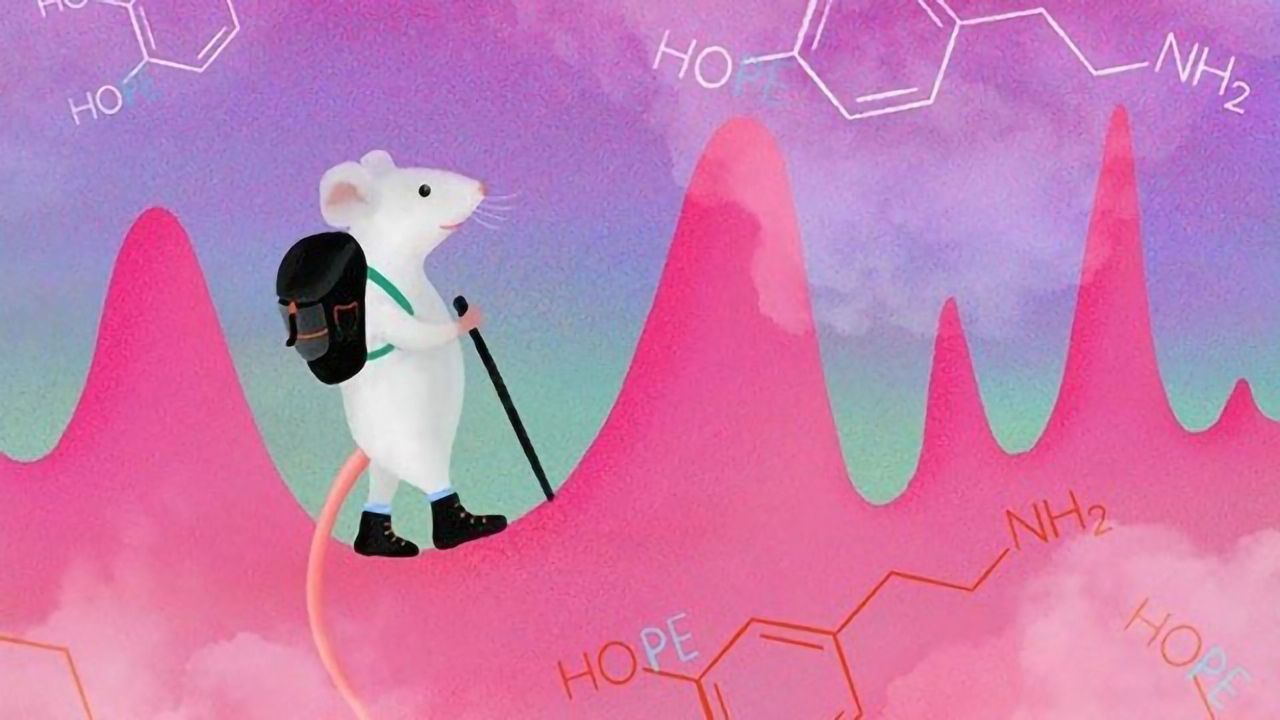 ‘Feel Good’ Brain Messenger Can Be Willfully Controlled