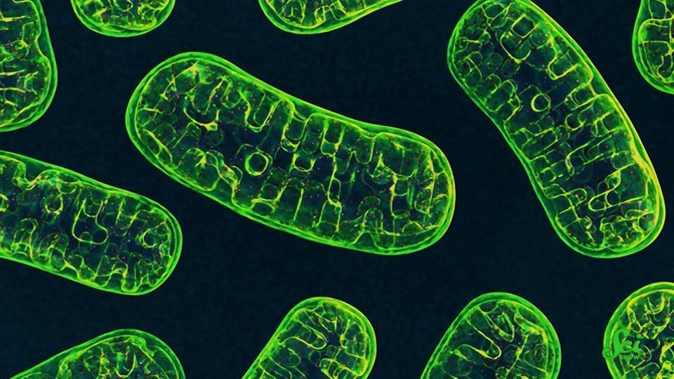Parkinson’s Isn’t Inherited (Usually), but This Gene Matters content piece image