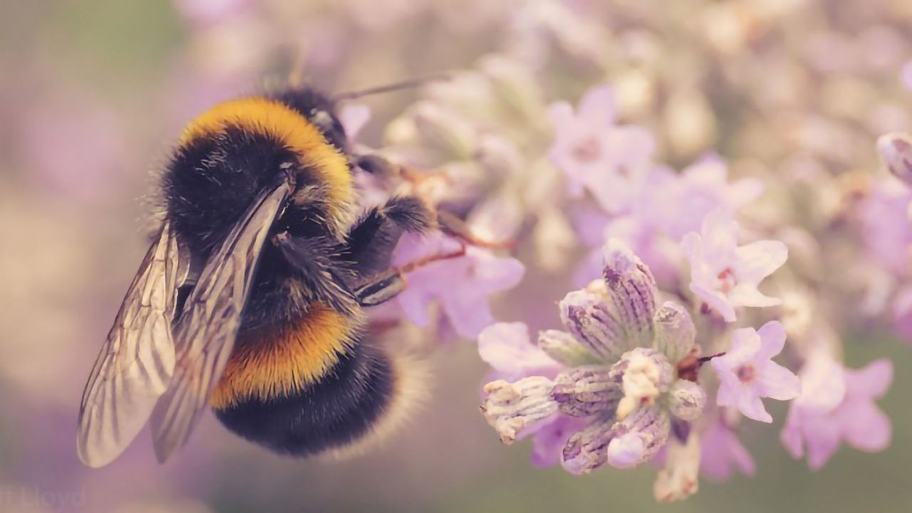Caffeine Buzz Boosts Bees’ Ability To Find Specific Blooms