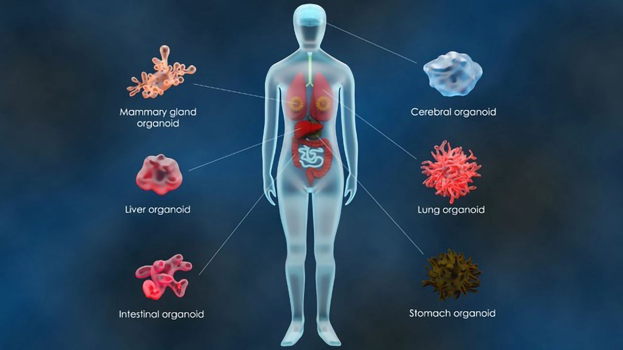 Microphysiological系统:方法、应用和机会