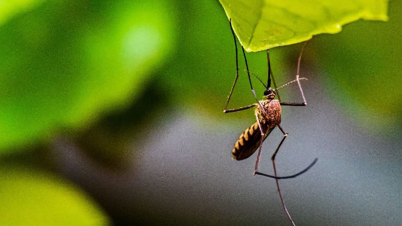Mosquito Suppression Technology Works in Natural-Like Settings