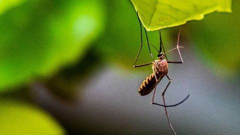 Mosquito Suppression Technology Works in Natural-Like Settings