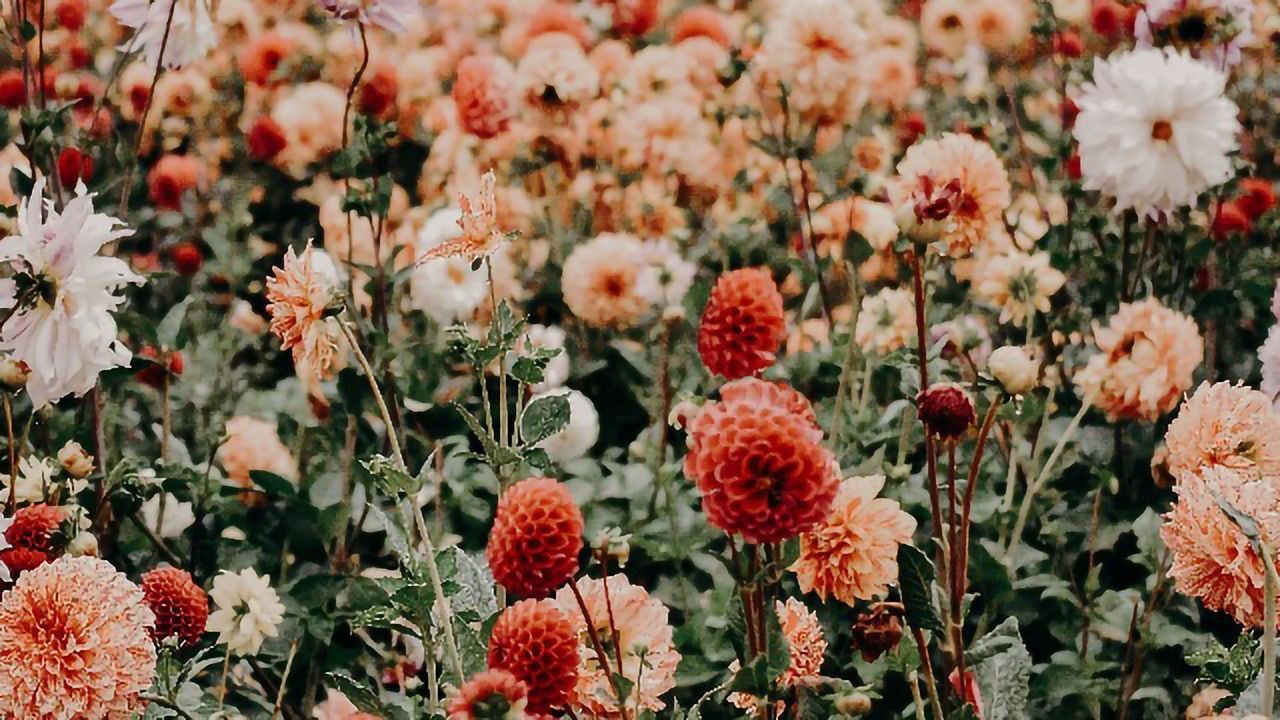 Common Floral Bacteria Can Double the Protein Released From Pollen