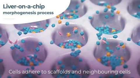 CN Bio Licenses Human Gut Microbiome Modelling Tool from MIT and Northeastern University