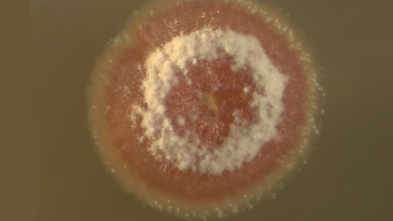 Drug-Producing Bacteria – Separating the Strong From the Weak