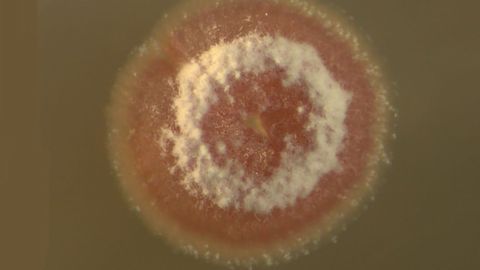 Drug-Producing Bacteria – Separating the Strong From the Weak