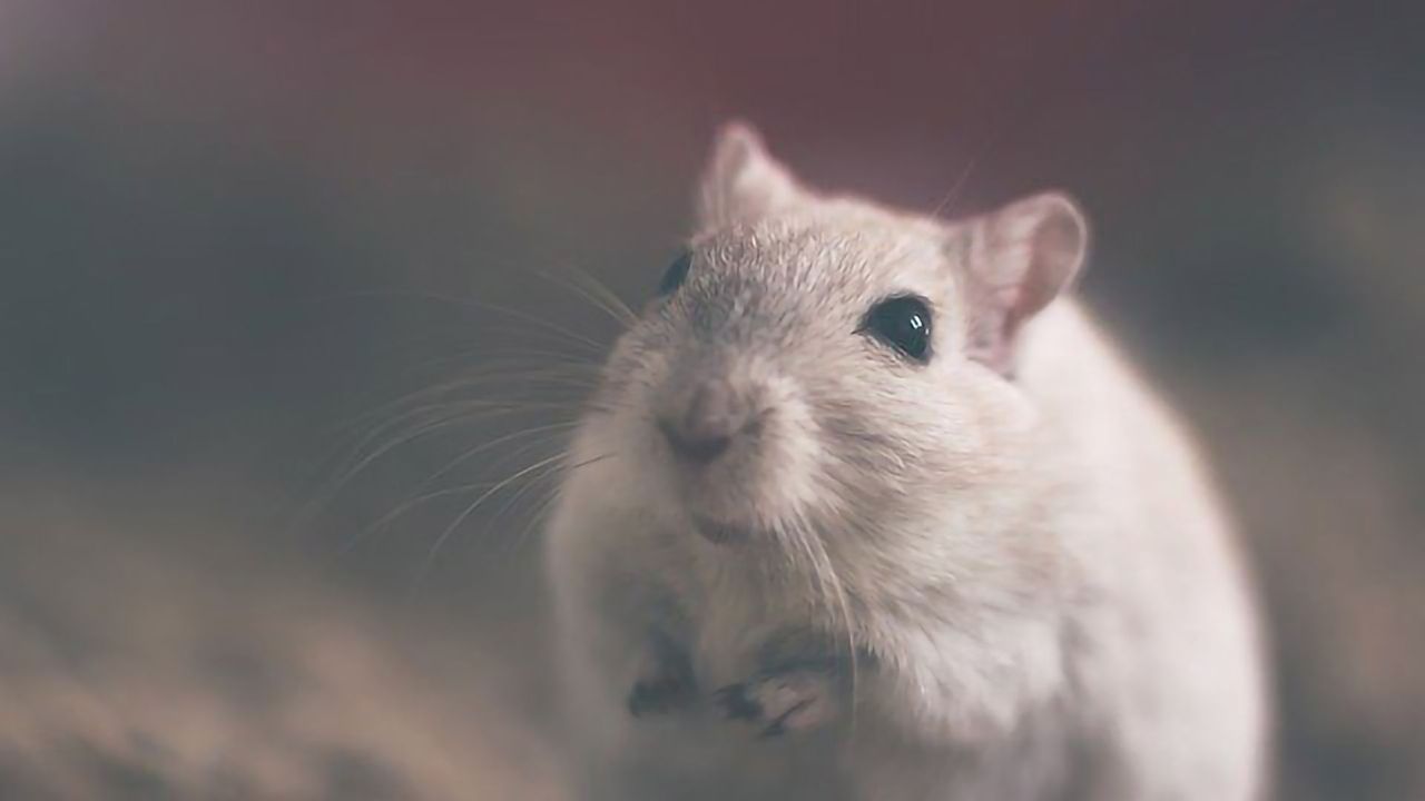 Mice Treated With Cytokine Called TSLP Lose Weight by “Sweating” Fat
