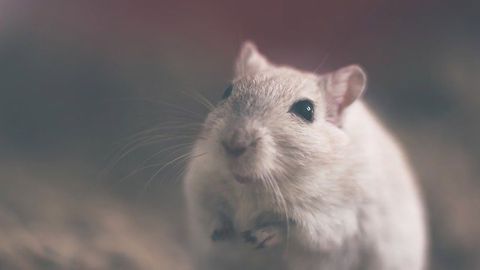 Mice Treated With Cytokine Called TSLP Lose Weight by “Sweating” Fat