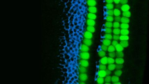 Latent Regenerative Potential of the Inner Ear Explored