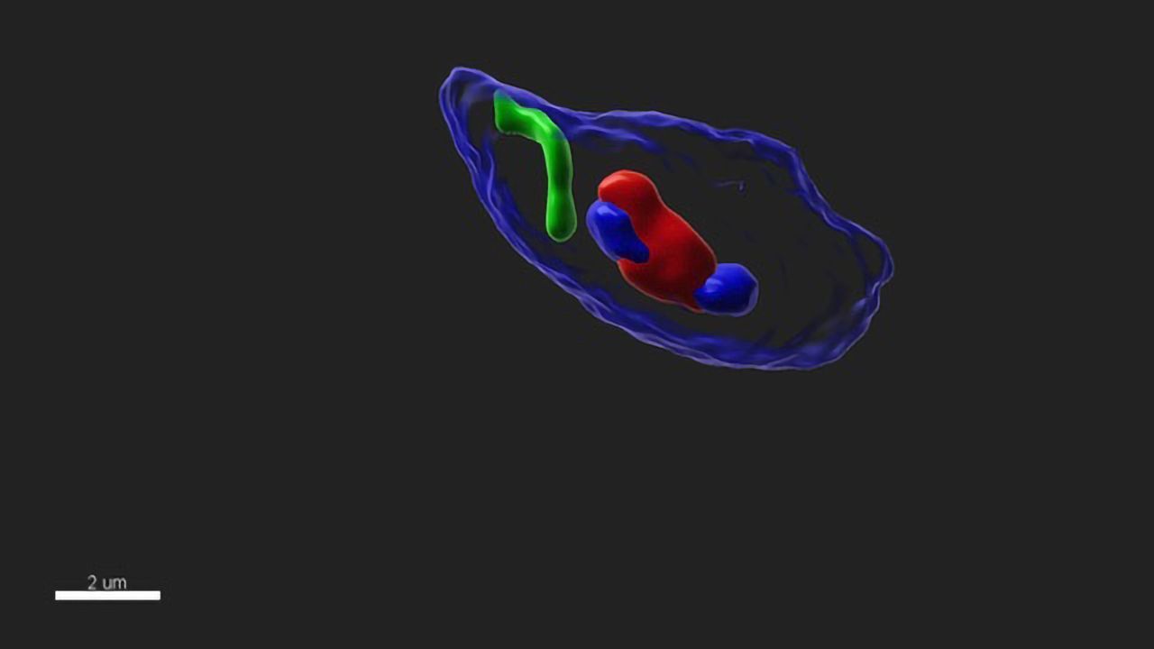 Chromosome Positioning in Sperm Is Visualized
