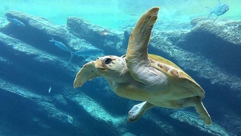 Potential Evolutionary Plastic Trap for Juvenile Turtles