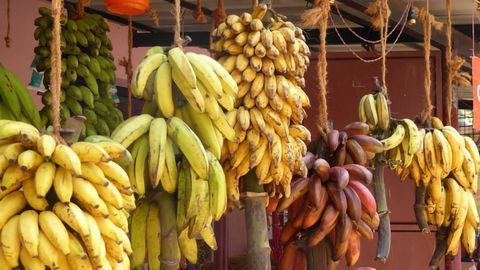 Bacillus Strains Could Help To Protect Banana Crops