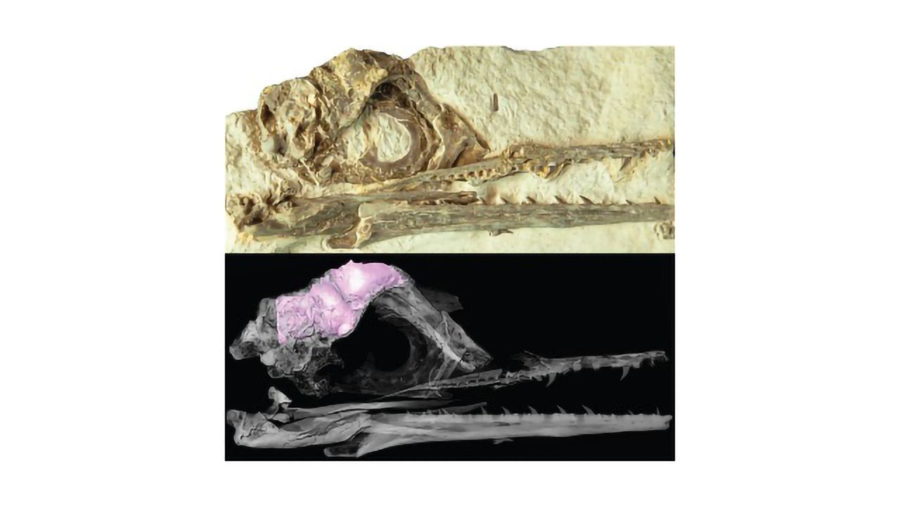 How a Unique Brain Shape May Have Saved Birds From Extinction