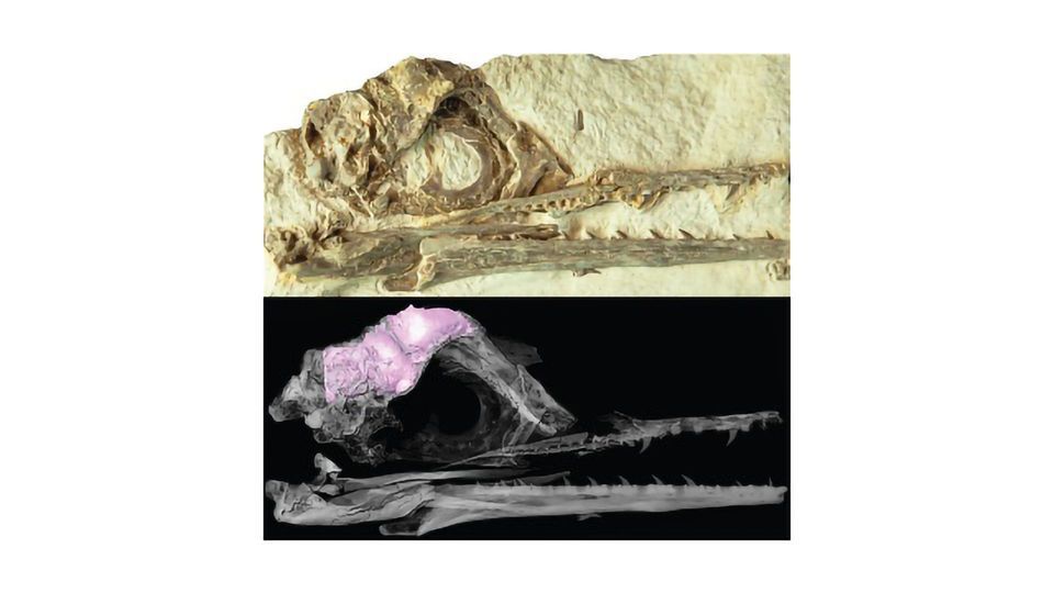 How a Unique Brain Shape May Have Saved Birds From Extinction content piece image