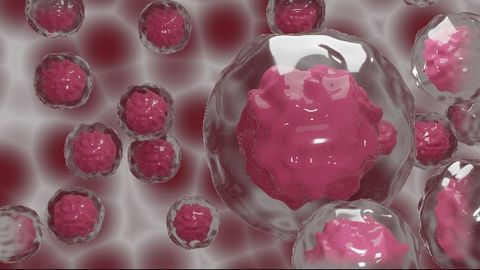 Key Stem Cell Dormancy Mechanism Discovered