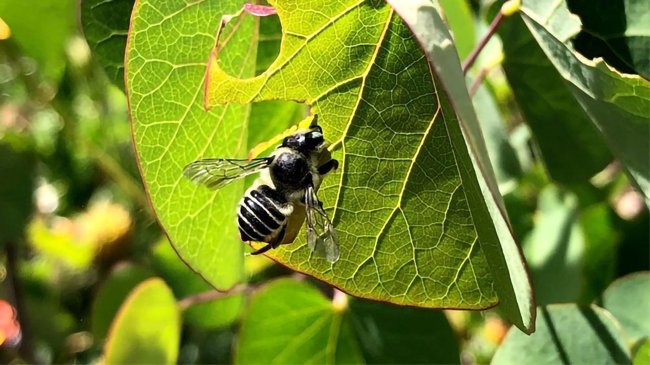 Common Insecticide Is Harmful to Bees in Any Amount