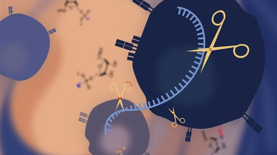 Modified RNA Guides for Next-Generation CRISPR Tools and Therapies content piece image