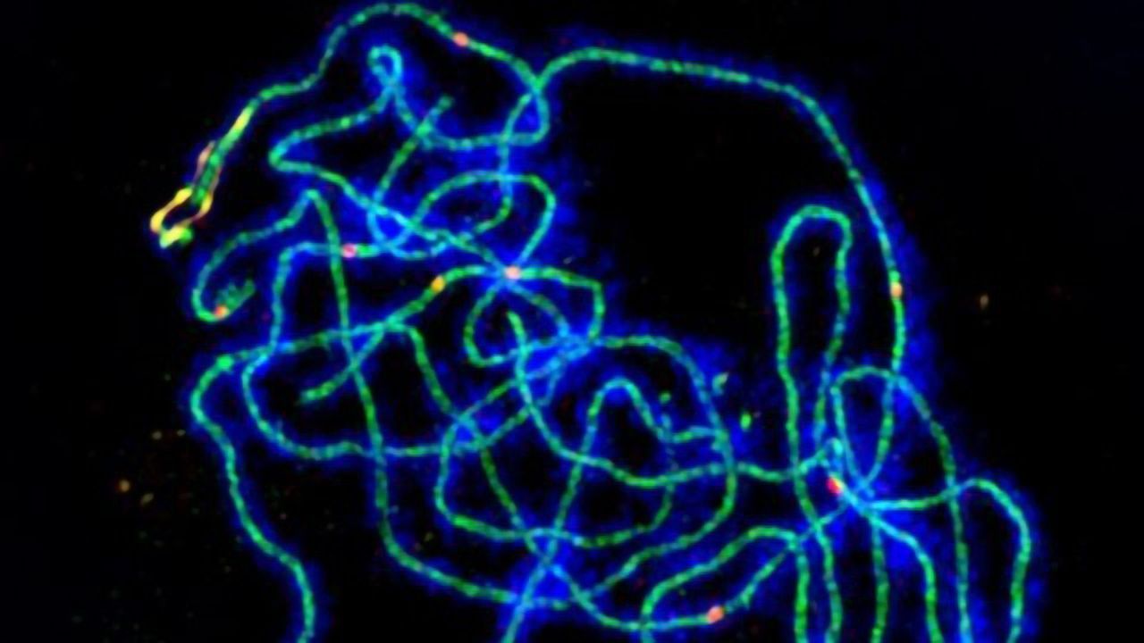 How Do Sex Cells Get the Right Genetic Mix?