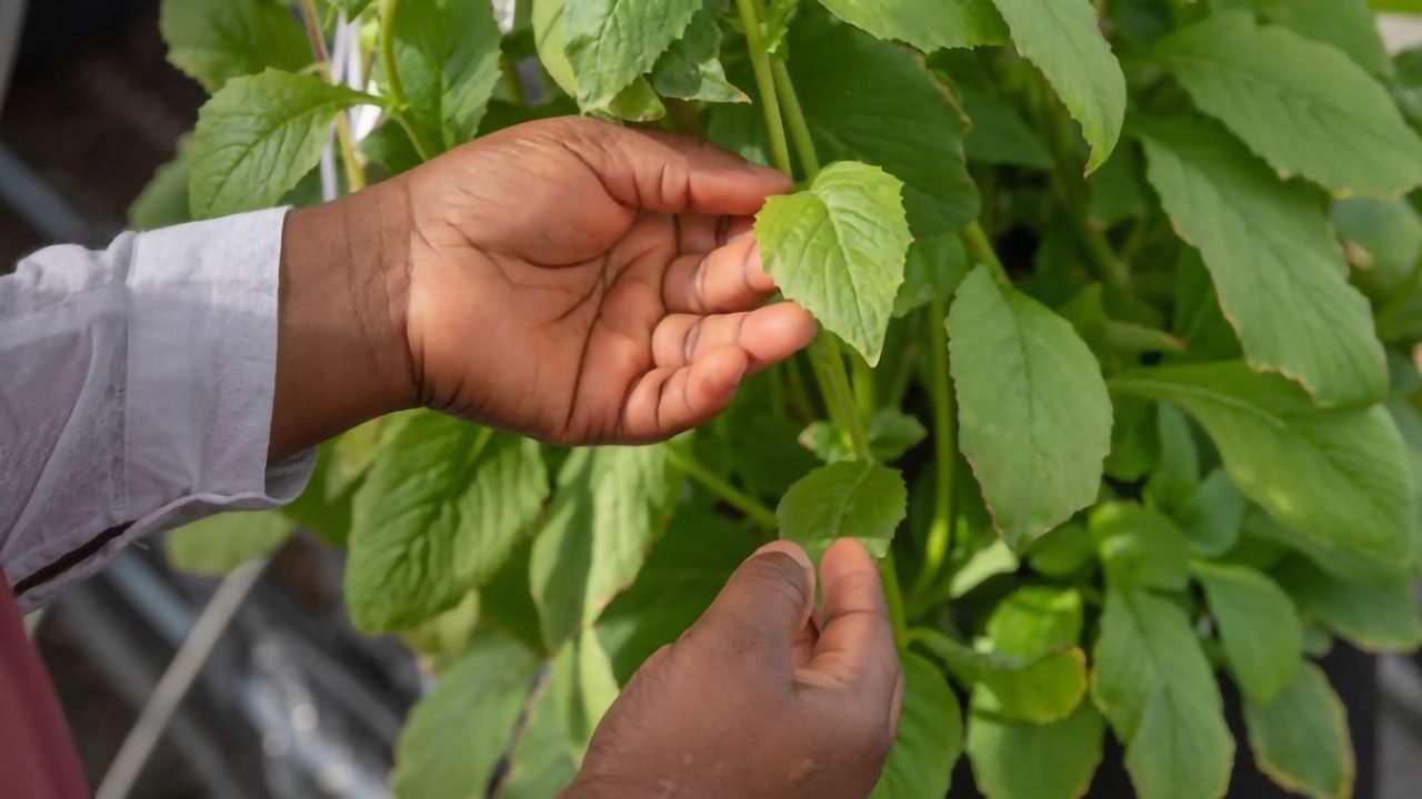 Breeding Diversity for Our Farms and Forks