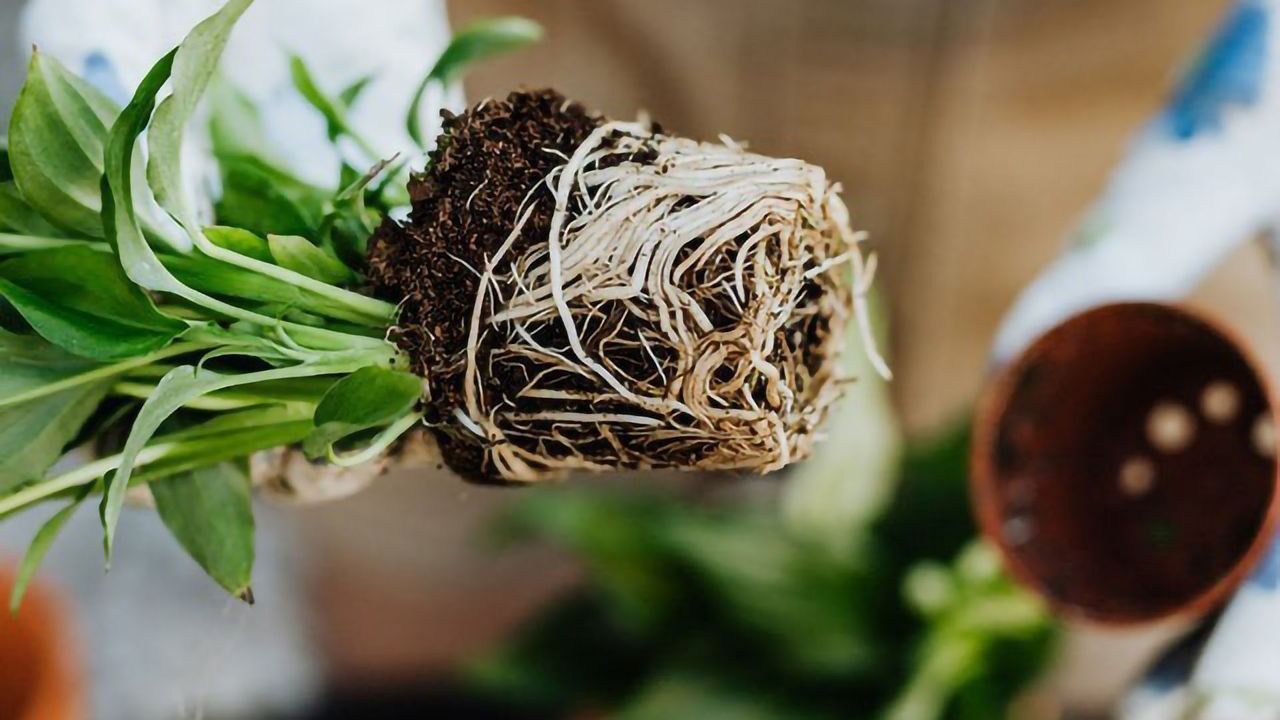 Crop Root MRIs Open New Doors in Agriculture