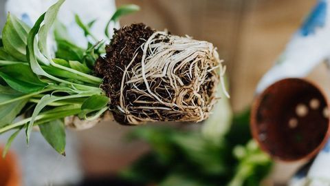 Crop Root MRIs Open New Doors in Agriculture