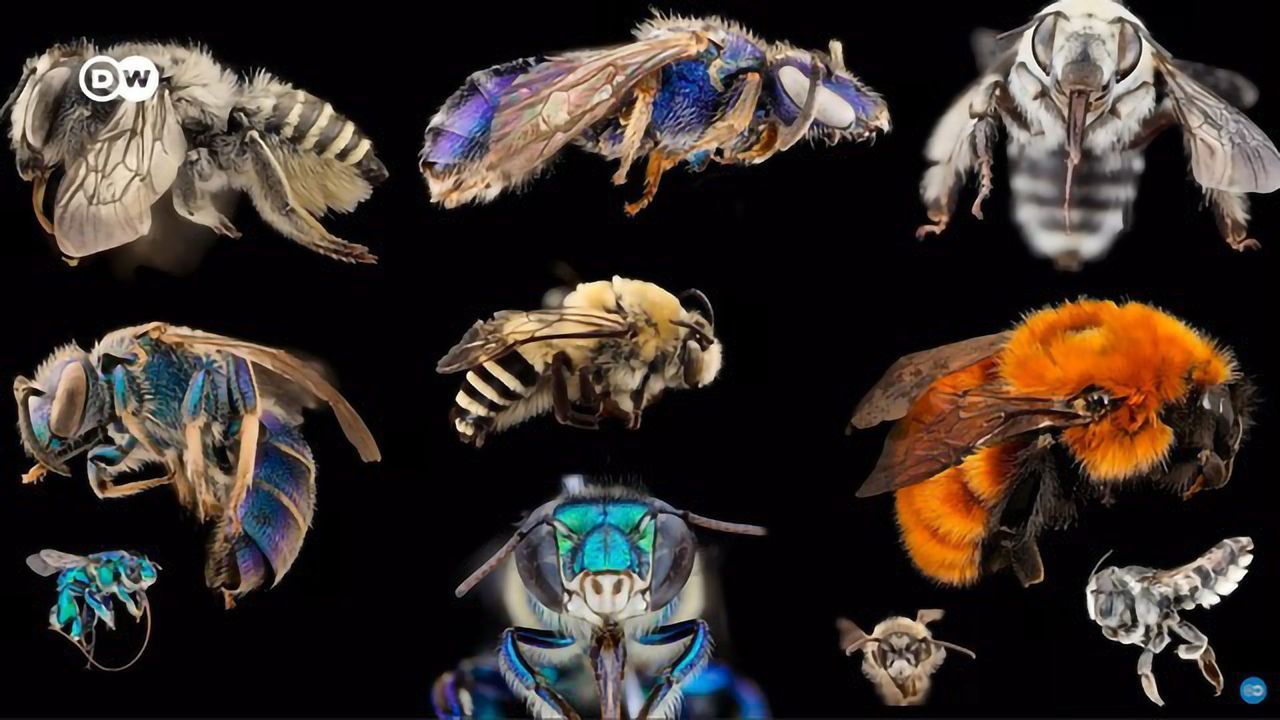 Bee Extinction: Why We're Saving the Wrong Bees
