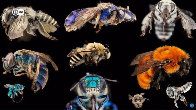 Bee Extinction Why We Re Saving The Wrong Bees Technology Networks