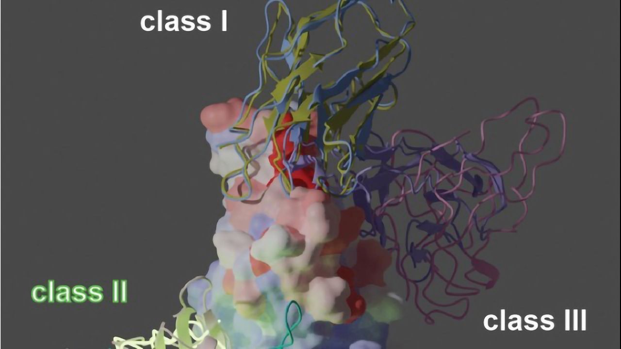 Near-Atomic Look at Disarming SARS-CoV-2 Variants Reveals Therapeutic Possibilities