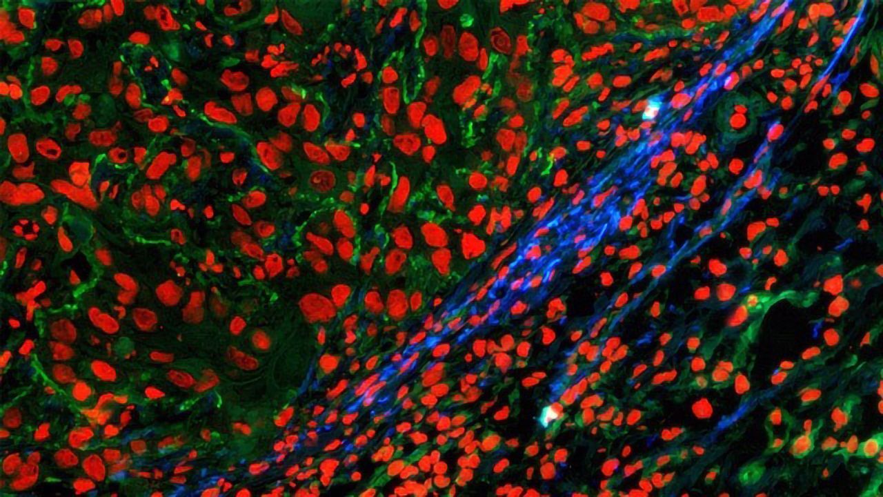 Illuminating the Growth of New Tissues