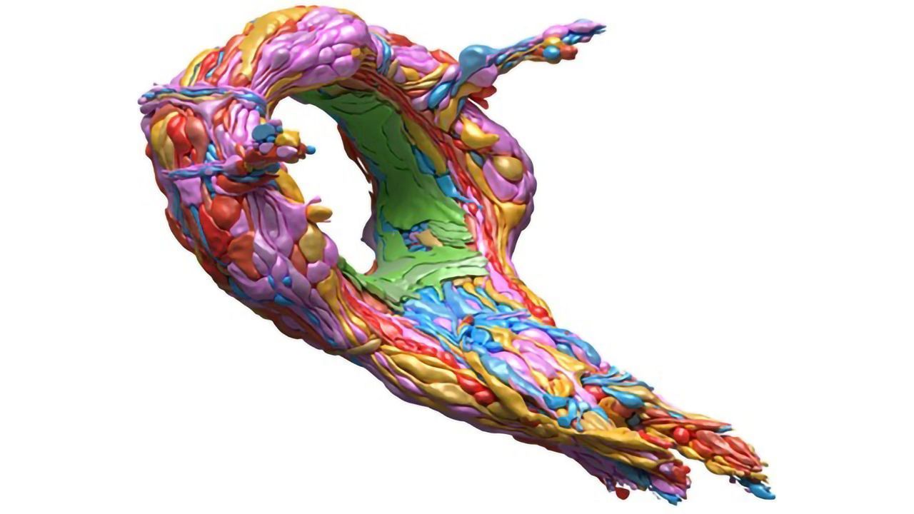 What a Tiny Worm's Brain Can Tell Us About Human Thought