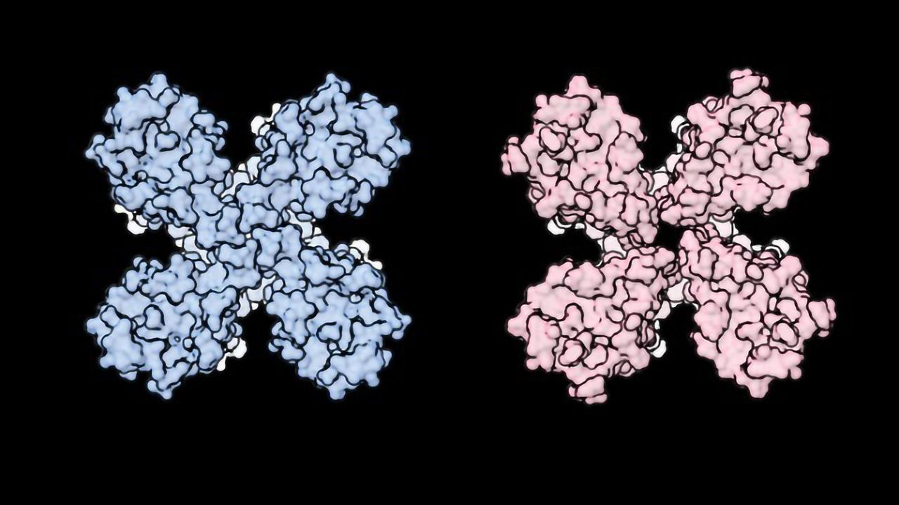 Molecular View Reveals How Smell Receptors Work