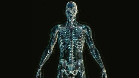 Protein That Enhances Physical Fitness Reduces Lifespan