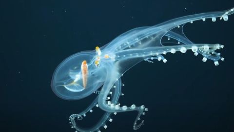 Rare Footage of Glass Octopus