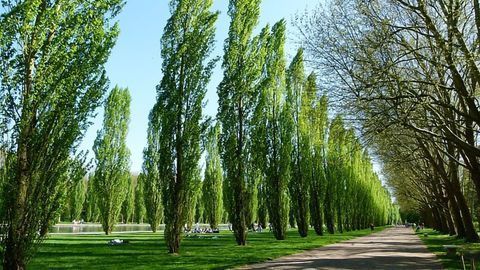 Enzyme Could Turn Trees Into a Source of Major Industrial Chemical